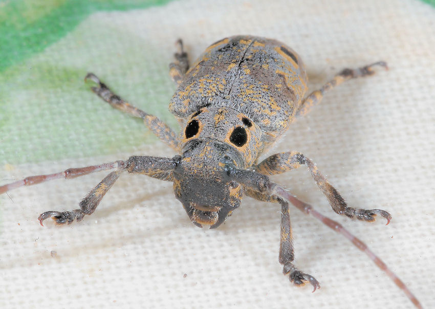 Mesosa curculionoides (Cerambycidae)
